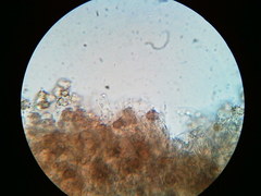 Thelephora regularis