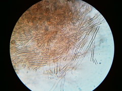 Thelephora regularis