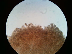 Thelephora regularis