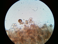 Thelephora regularis