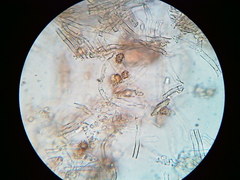 Thelephora regularis