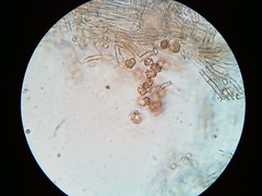 Thelephora regularis