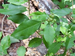 Ditrysinia fruticosa