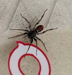 Castianeira descripta