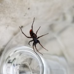 Castianeira descripta