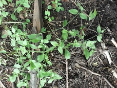 Moehringia trinervia