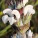 Salvia aethiopis - Photo (c) JESUS SANTOS, μερικά δικαιώματα διατηρούνται (CC BY-NC), uploaded by JESUS SANTOS