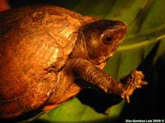 Kinosternon creaseri