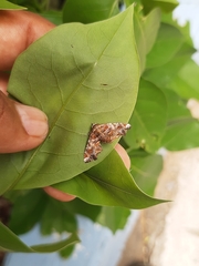 Eutelia pulcherrimus
