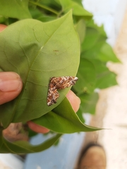 Eutelia pulcherrimus