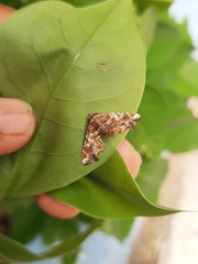 Eutelia pulcherrimus