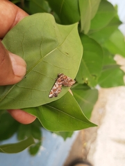 Eutelia pulcherrimus