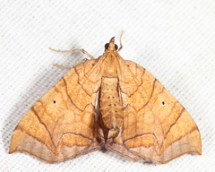 Eulithis gracilineata
