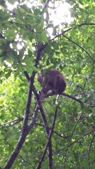 Macaca assamensis assamensis