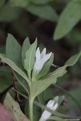 Spigelia hedyotidea