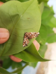 Eutelia pulcherrimus