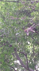 Macaca assamensis assamensis
