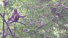 Macaca assamensis assamensis