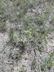 Potentilla pensylvanica