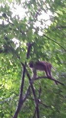 Macaca assamensis assamensis