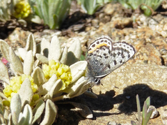 Euphilotes battoides