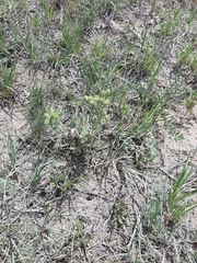 Potentilla pensylvanica