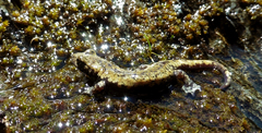 Hydromantes platycephalus