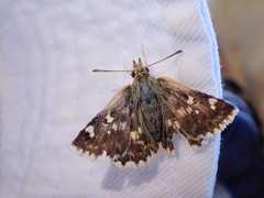 Muschampia alta