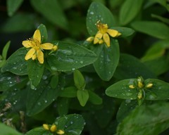 Hypericum graveolens