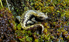 Hydromantes platycephalus