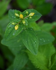 Hypericum graveolens