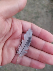 Columba livia domestica