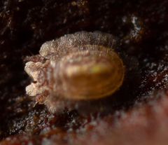 Cepheoidea