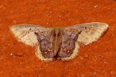 Idaea ellisca