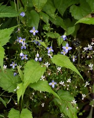 Houstonia serpyllifolia