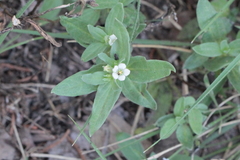 Spigelia hedyotidea