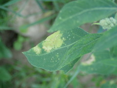 Peronospora variabilis