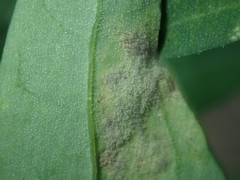 Peronospora variabilis