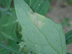 Peronospora variabilis