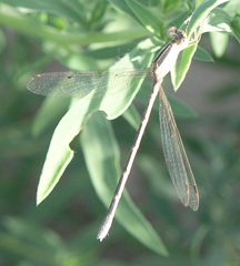 Lestes alacer