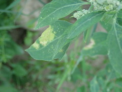 Peronospora variabilis