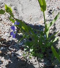 Malcolmia littorea