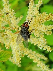 Sarcophagidae