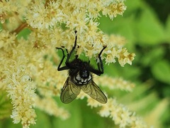 Sarcophagidae