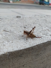 Eupholidoptera megastyla