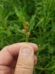 Carex molesta
