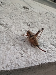 Eupholidoptera megastyla