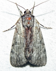 Catocala gracilis