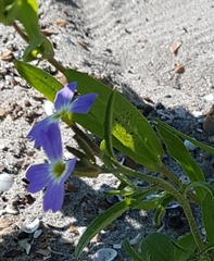 Malcolmia littorea