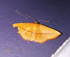 Striglina